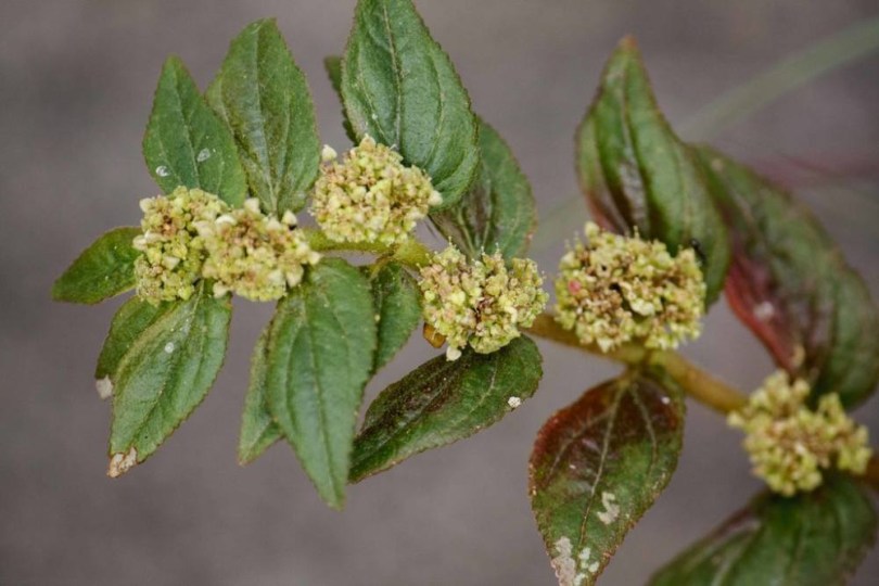Asztmafű - Tawa-Tawa - Szőrös kutyatej, Euphorbia hirta, etnobotanika